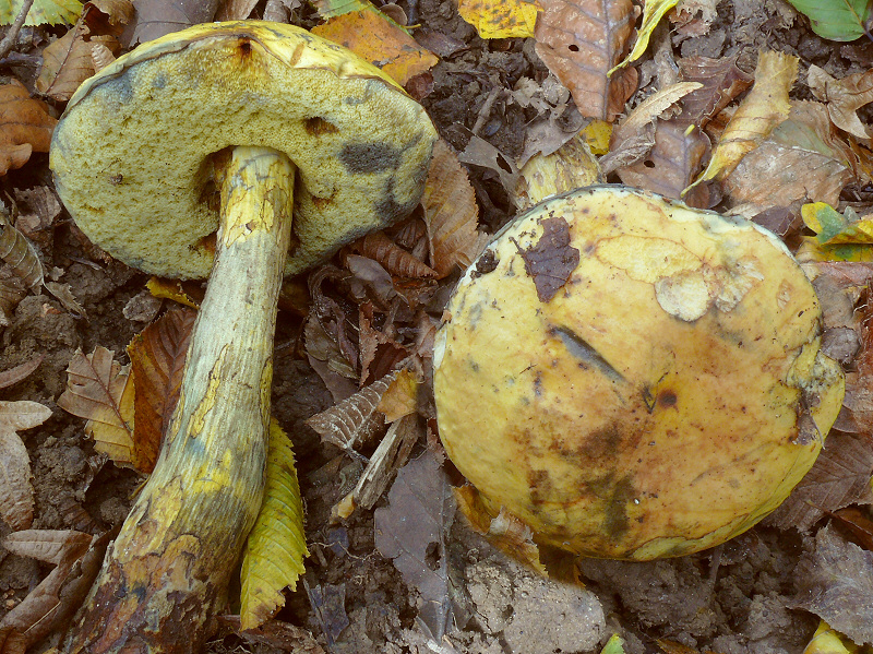 Boletus Junquileus 2